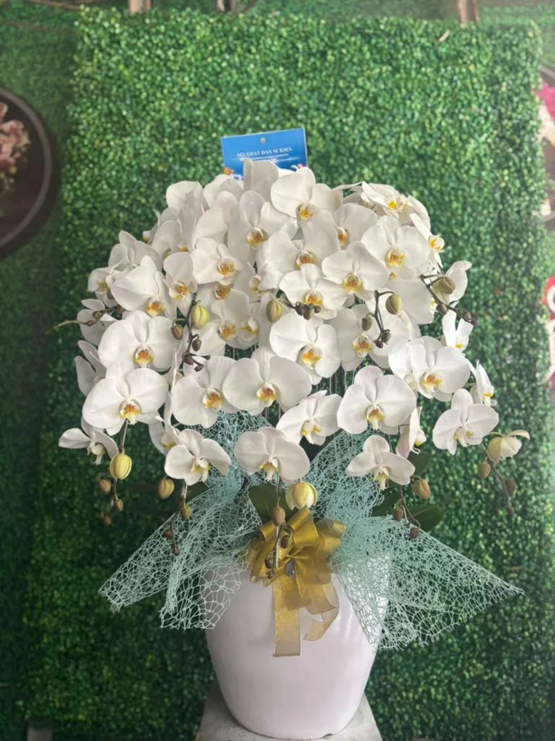 Anggrek Bulan WF-AGR-S009 - IndoFlorist