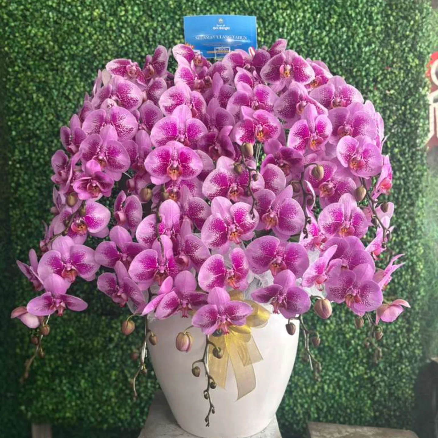 Anggrek Bulan WF-AGR-S010 - IndoFlorist